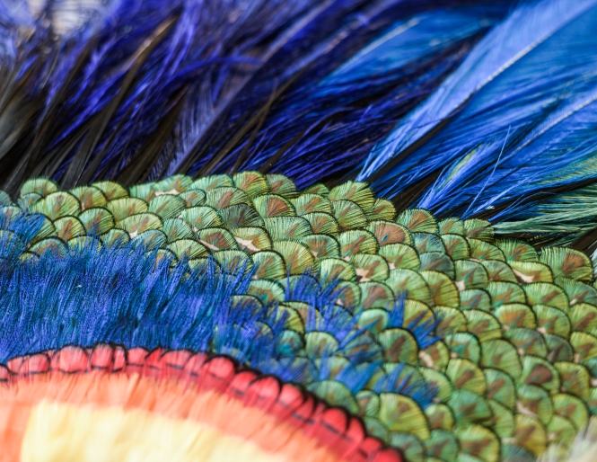 Différents types et couleurs de plumes