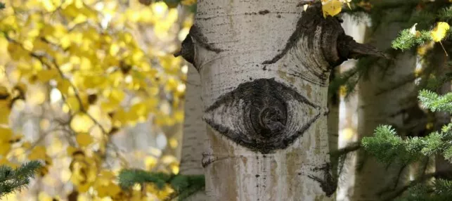 Photo du tronc d'un boulot avec un nœud en forme d'œil © Laura Seaman