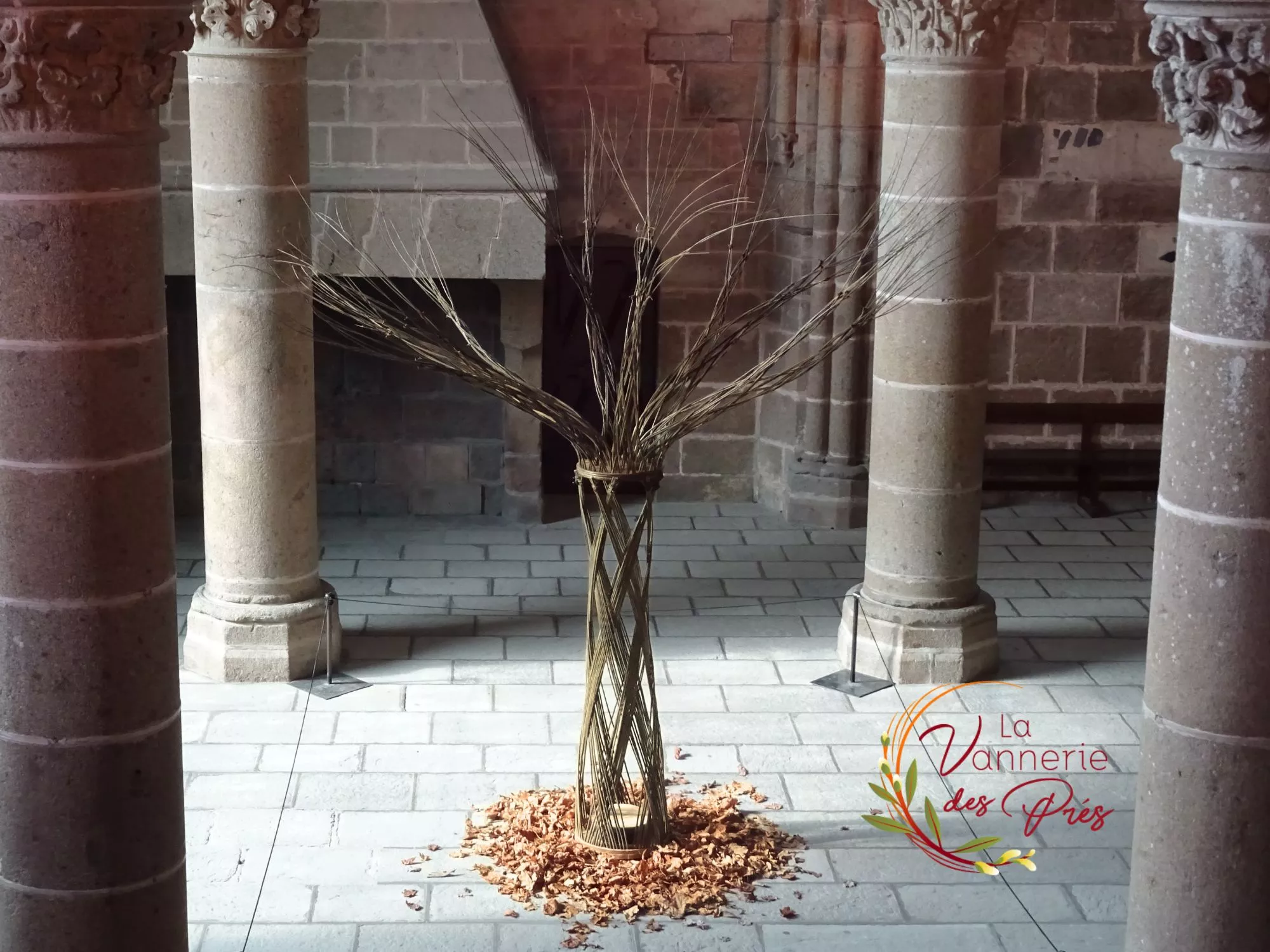 Arbre osier Abbaye Mont St Michel