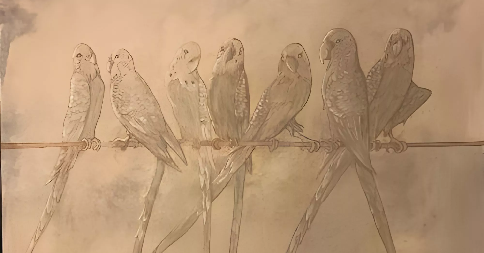 Les perruches, peinture caséine