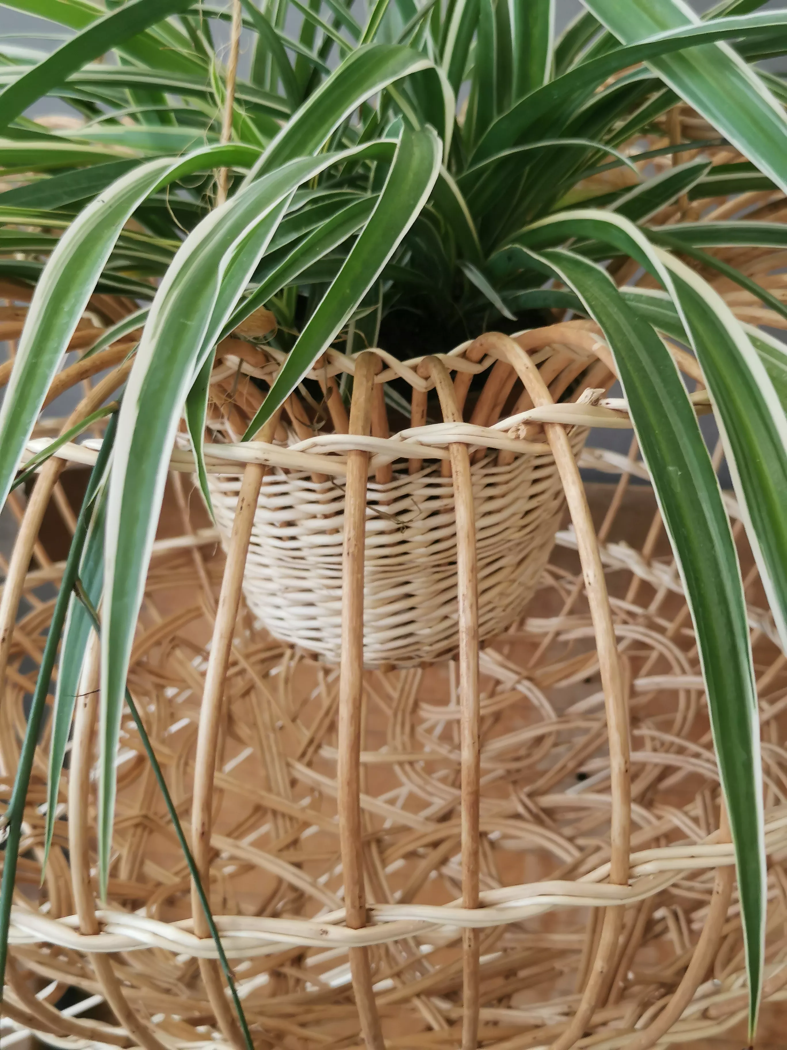 Physalis, 2024. Suspension ajourée