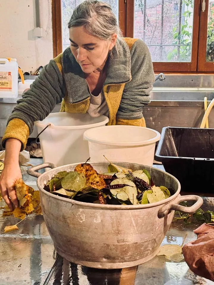 Cueillettes des plantes à papier