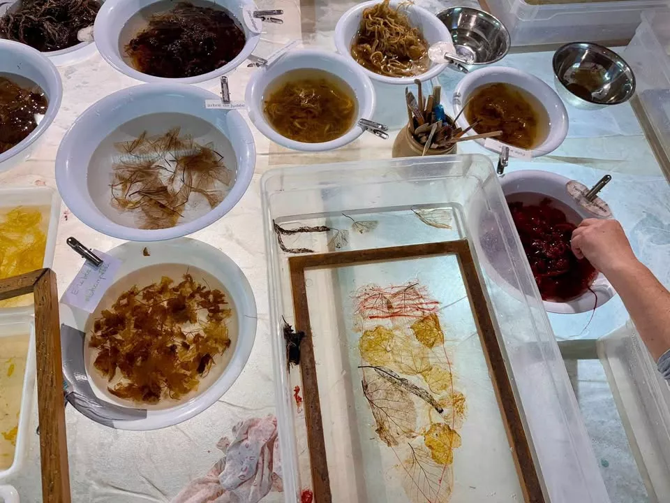 Création papier végétal