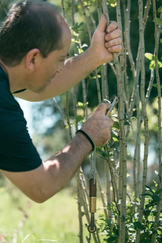 Incision d'un néflier